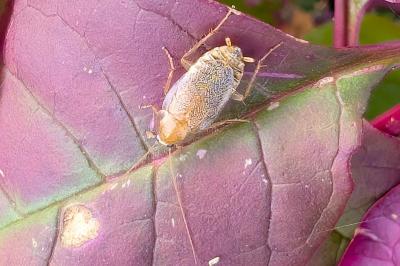 <i>Planuncus vinzi</i>