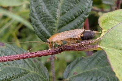 <i>Planuncus vinzi</i>