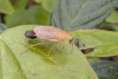 <i>Planuncus vinzi</i>