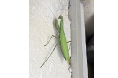 <i>Mantis religiosa</i>