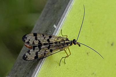 <i>Panorpa germanica</i>