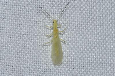 <i>Xanthoperla apicalis</i>