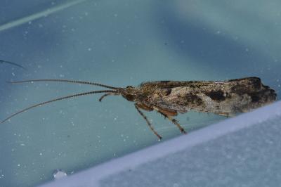 <i>Glyphotaelius pellucidus</i>