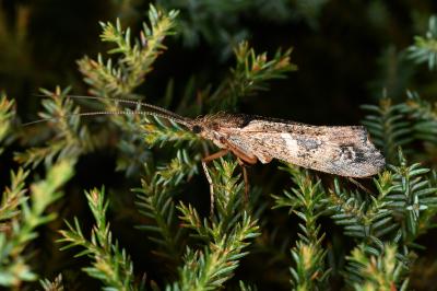 <i>Glyphotaelius pellucidus</i>