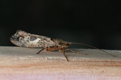 <i>Glyphotaelius pellucidus</i>