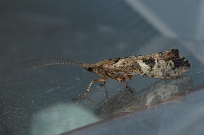 <i>Glyphotaelius pellucidus</i>