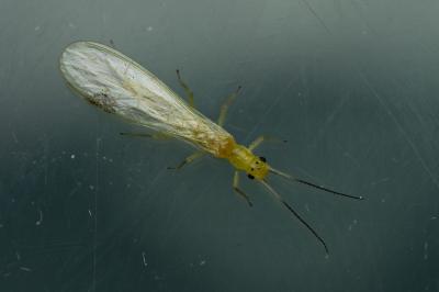 <i>Xanthoperla apicalis</i>