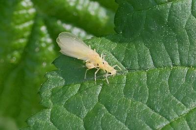 <i>Xanthoperla apicalis</i>