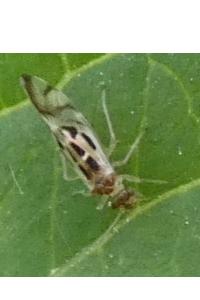 <i>Graphopsocus cruciatus</i>