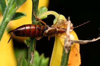 <i>Forficula auricularia</i>