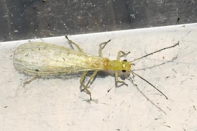 <i>Xanthoperla apicalis</i>