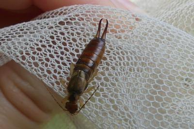Forficula auricularia