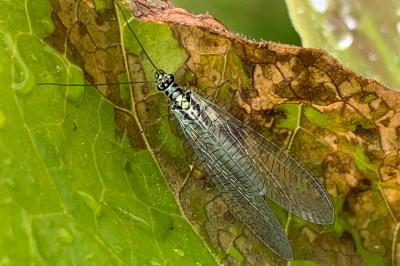 <i>Chrysopa perla</i>