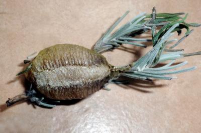 <i>Mantis religiosa</i>