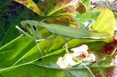 <i>Mantis religiosa</i>
