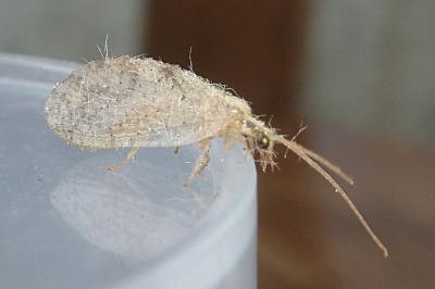 <i>Hemerobius lutescens</i>