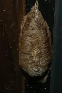 <i>Mantis religiosa</i>