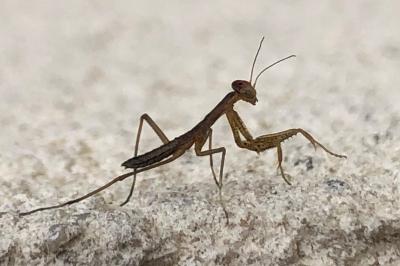 <i>Mantis religiosa</i>