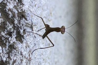 <i>Mantis religiosa</i>