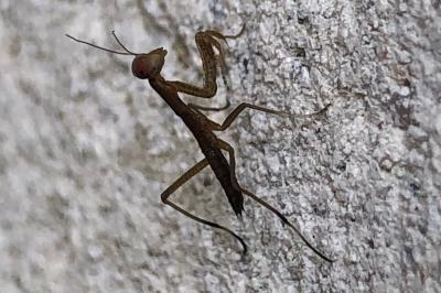 <i>Mantis religiosa</i>