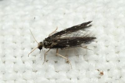 <i>Hydroptila</i>