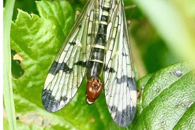 <i>Panorpa communis</i>
