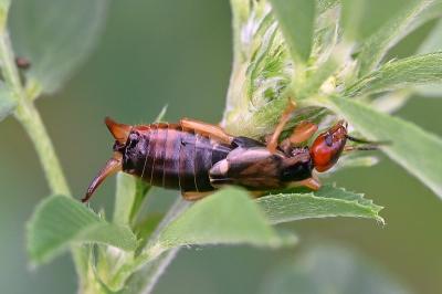<i>Forficula auricularia</i>