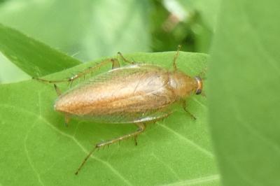 <i>Ectobius pallidus</i>