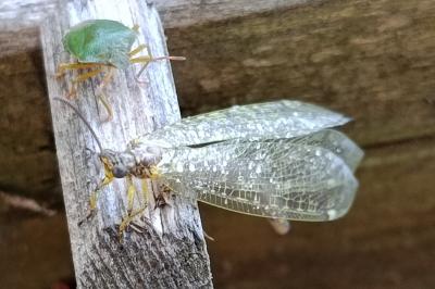 <i>Myrmeleon formicarius</i>