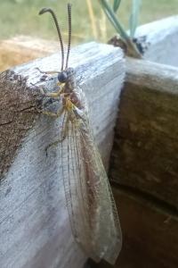 <i>Myrmeleon formicarius</i>