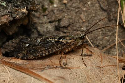 <i>Agrypnia varia</i>