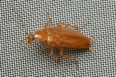<i>Ectobius pallidus</i>