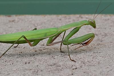 <i>Mantis religiosa</i>