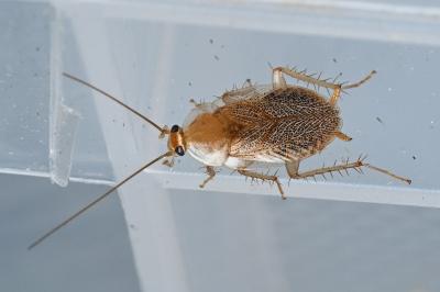 <i>Planuncus vinzi</i>