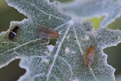 <i>Planuncus vinzi</i>