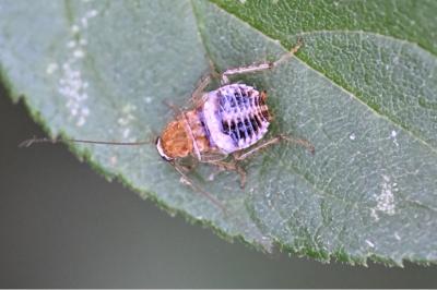 <i>Planuncus vinzi</i>