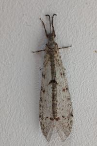 <i>Distoleon tetragrammicus</i>