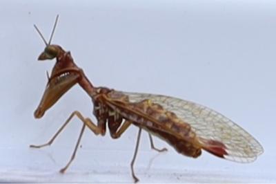 <i>Mantispa styriaca</i>