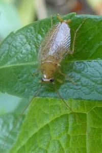 <i>Planuncus vinzi</i>