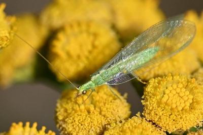 <i>Chrysoperla</i>