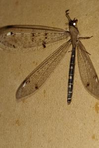 <i>Distoleon tetragrammicus</i>