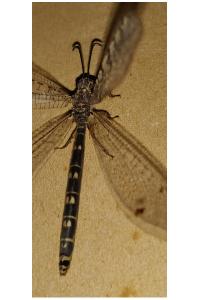 <i>Distoleon tetragrammicus</i>