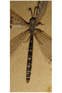 <i>Distoleon tetragrammicus</i>