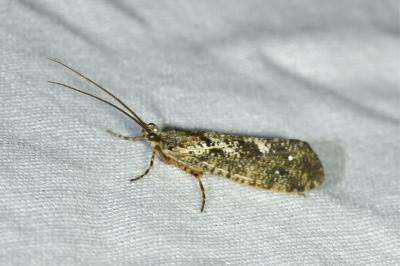 <i>Agrypnia varia</i>