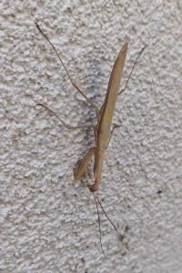 <i>Mantis religiosa</i>