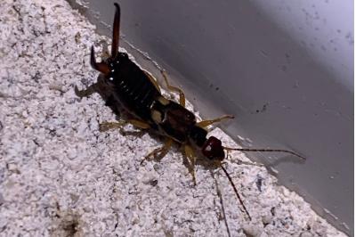 <i>Forficula auricularia</i>