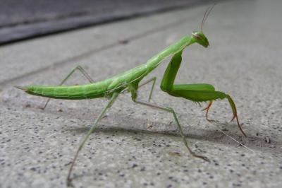 <i>Mantis religiosa</i>