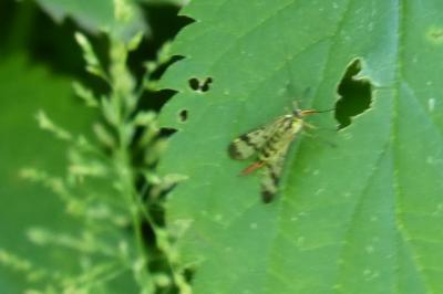 <i>Panorpa communis</i>