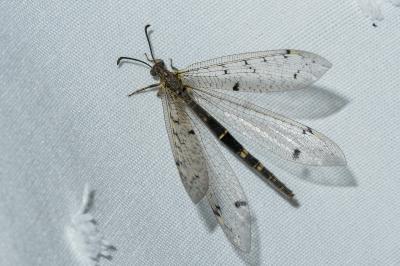 <i>Distoleon tetragrammicus</i>