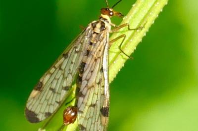 <i>Panorpa germanica</i>